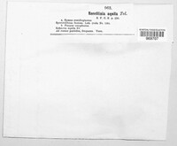 Rosellinia aquila image